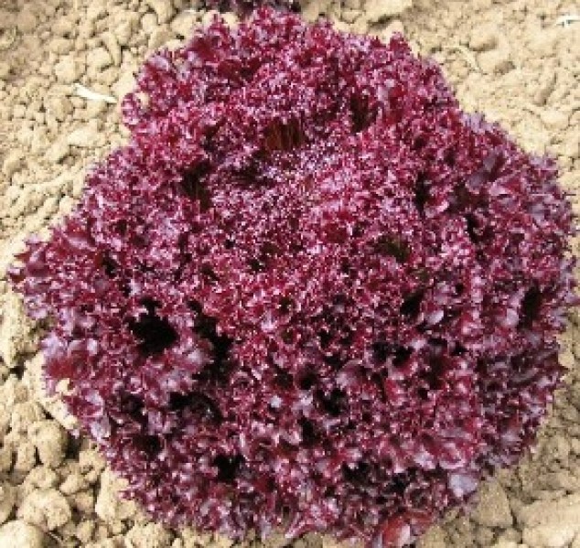 Šalát Lollo rossa Red Jeny